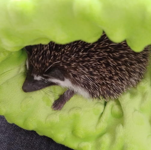 Gabriela, Kraków Gabriela, Kraków