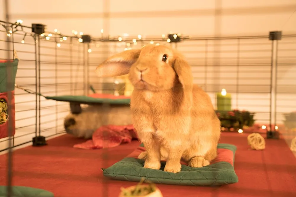 Świąteczna norka FLOP - królik miniaturowy - 1_bunny