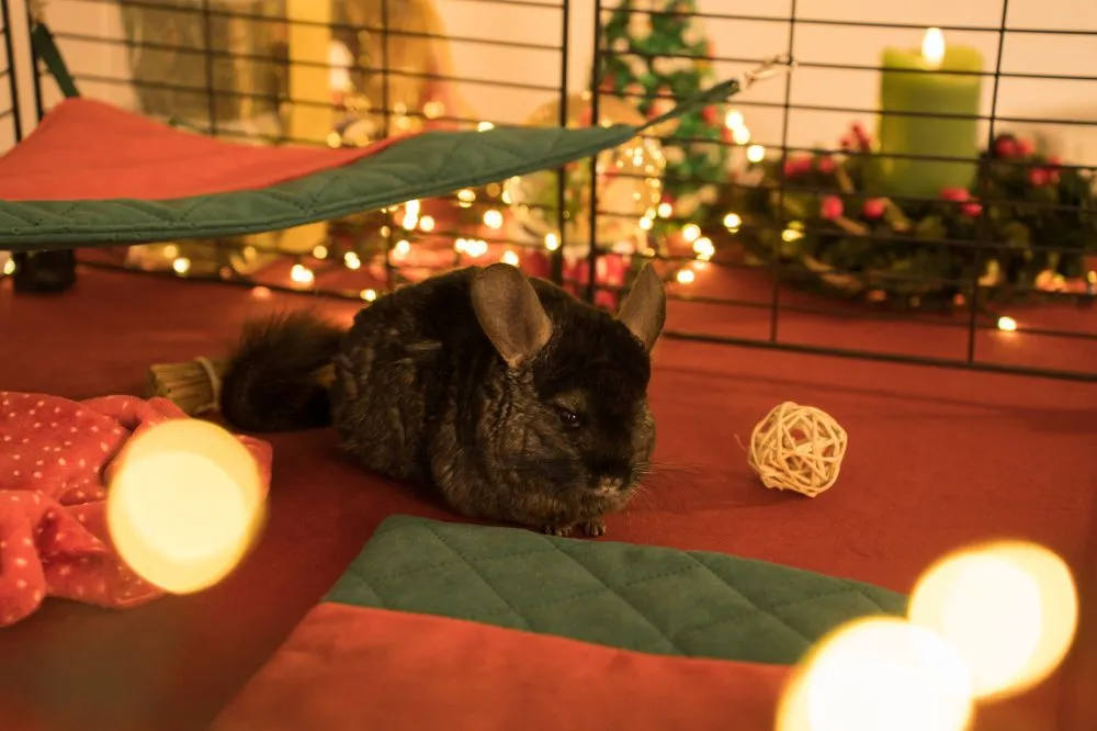 Legowisko narożne dla szynszyli/koszatniczki - świąteczne 2025 1_szynszyla