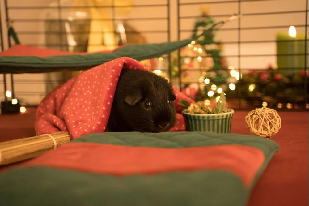 Świąteczna norka FLOP - świnka morska - 2_guinea
