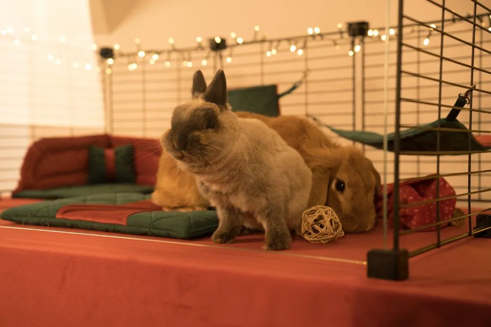 Świąteczna norka FLOP - królik miniaturowy - 3_bunny