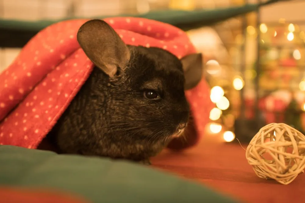 Świąteczna norka FLOP - szynszyla - 3_szynszyla