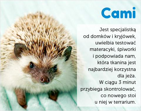 Jeż Cami