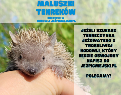 Tenreki na sprzedaż