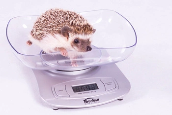 Waga do kontroli masy jeża