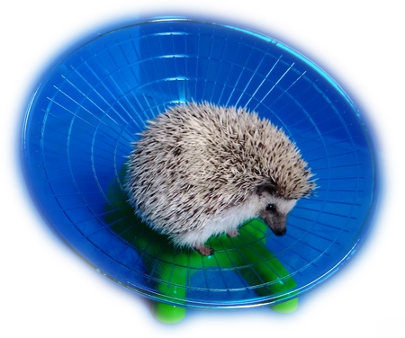 Dysk - talerz do biegania dla jeża