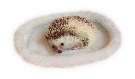 Zielone legowisko dla jeża Trixie 30x22cm