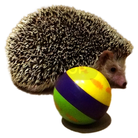 Snack ball dla jeża