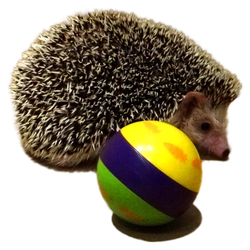 Snack ball dla jeża