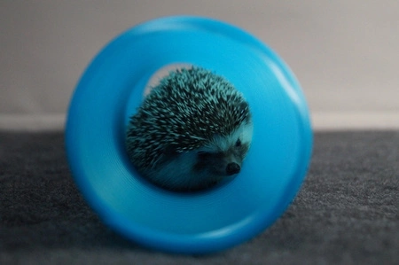 Plastyczny tunel dla jeża