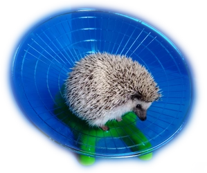Dysk - talerz do biegania dla jeża