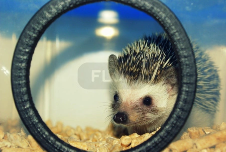 Drewniany żwirek do kuwety dla jeża Cats Best Eko Plus 5l